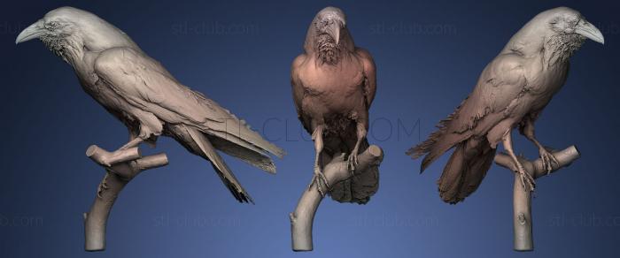 3D model Common raven (STL)